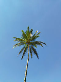 Low angle view of palm tree against clear sky