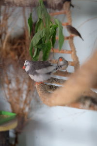 Close-up of hand feeding bird