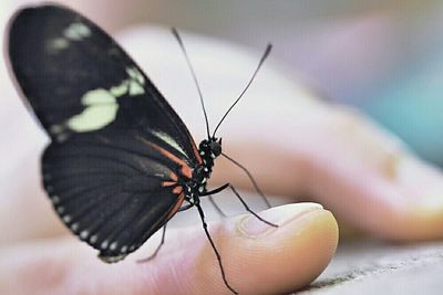 Close-up of butterfly on leaf