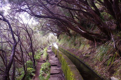 Empty road amidst trees in forest