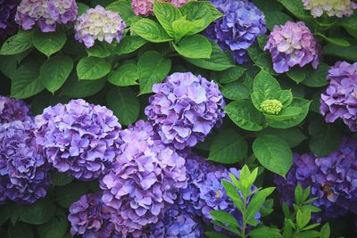 Close-up of purple hydrangea blooming outdoors