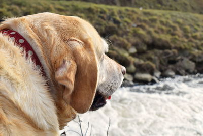 Close-up of dog