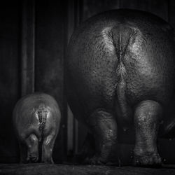 Close-up of elephant standing against wall