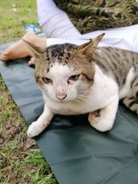 Cat sleeping on bed