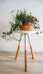 Cold green small leaves on climbing house plant in orange clay pot on white and wooden side table 