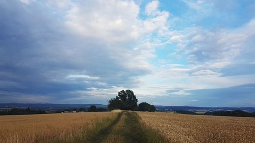 Scenic view of agricultural field against sky
