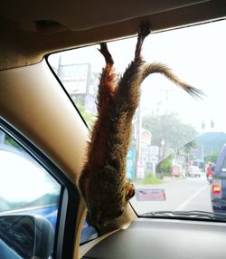 Close-up of prairie dog hanging upside down in car