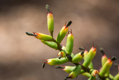 Close-up of plant growing outdoors