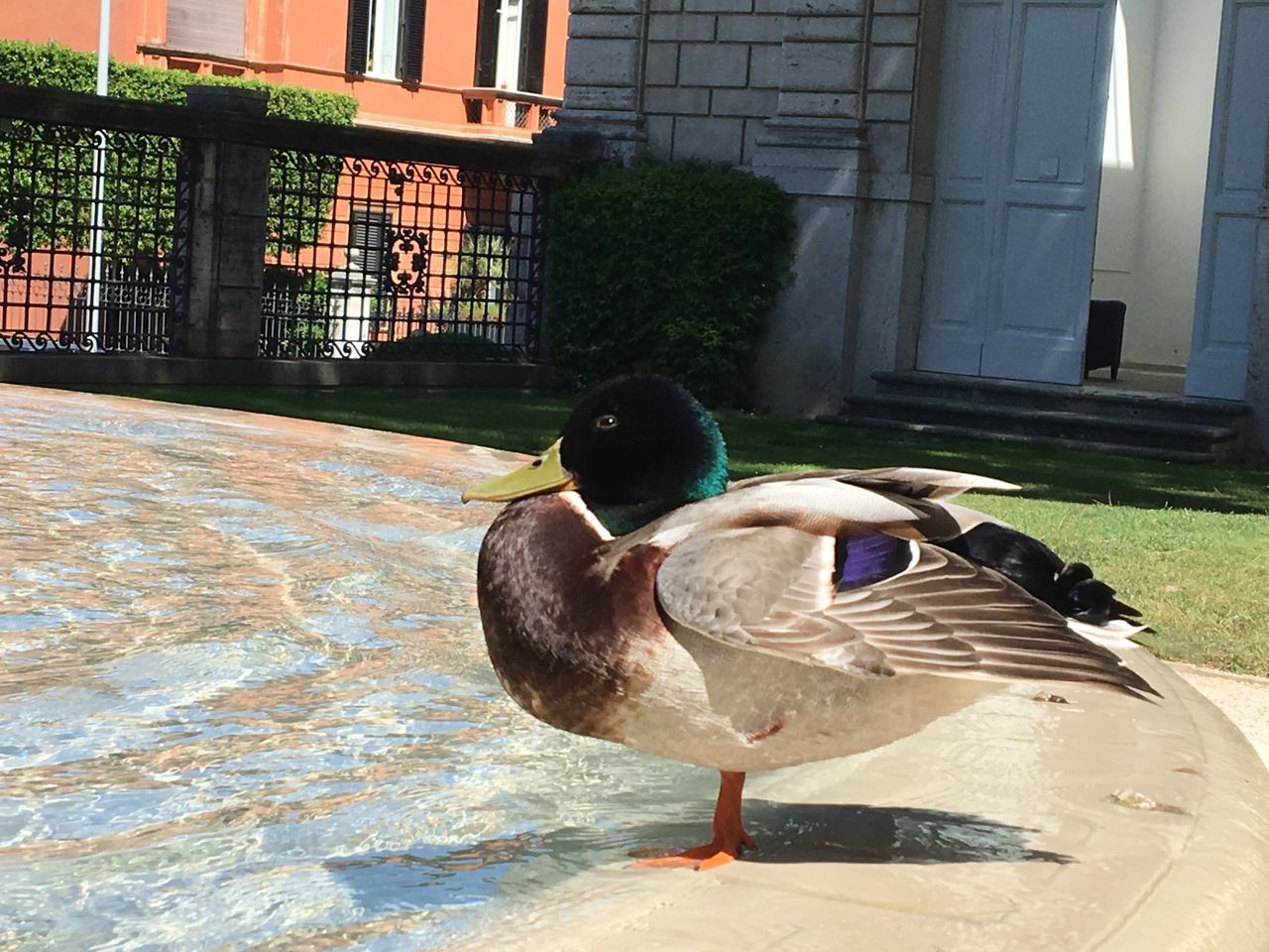 American Academy in Rome