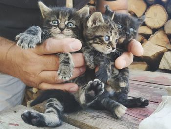 High angle view of cat on hand