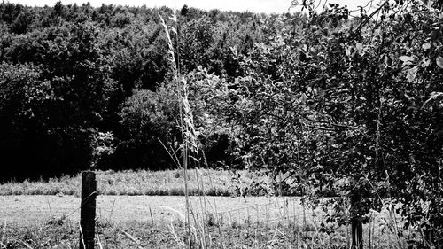 Plants growing on field