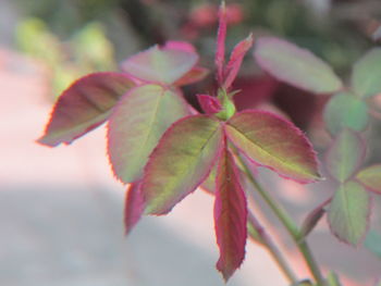 Close-up of pink flower