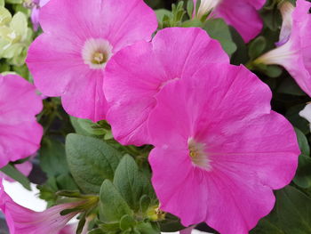 Close-up of pink flowers blooming outdoors