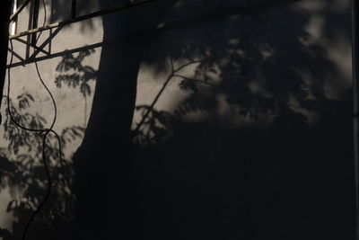 Close-up of silhouette tree in forest