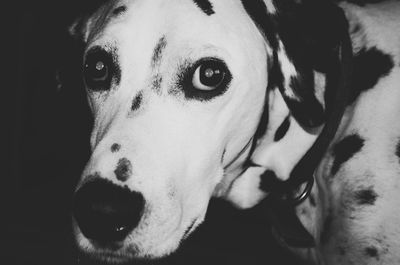 Close-up portrait of a dog at home