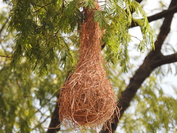 Low angle view of palm tree