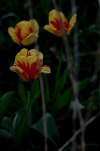 Close-up of yellow flower