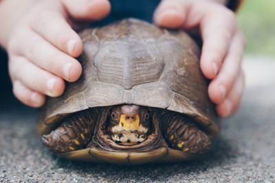 Close-up of human hand holding turtle