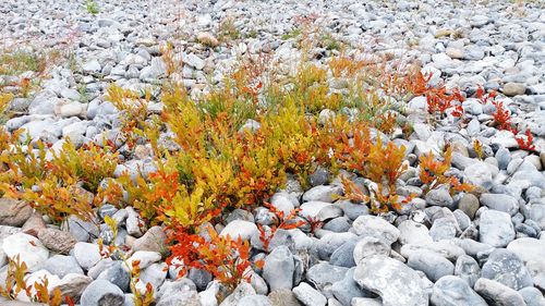 High angle view of flowering plants on rocks