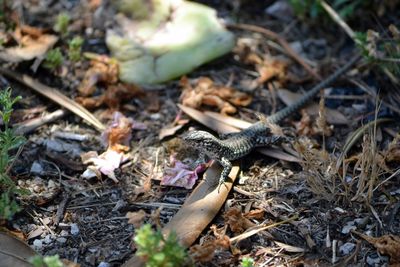 High angle view of lizard on field