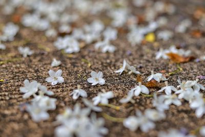 Close-up of dry leaves on ground