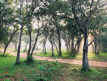 Trees in forest