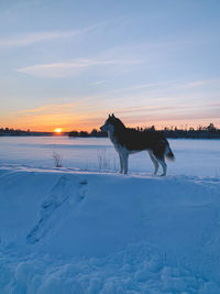 Dog on snow covered field against sky during sunset
