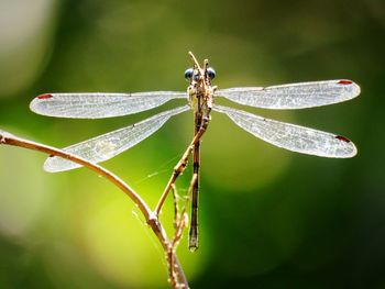 Close-up of insect on leaf