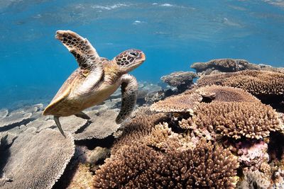 Close-up of sea turtle swimming underwater