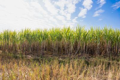 Crops growing on field against sky