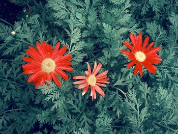 High angle view of orange flowers blooming outdoors