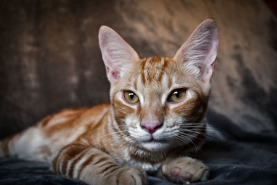 Portrait of tabby cat