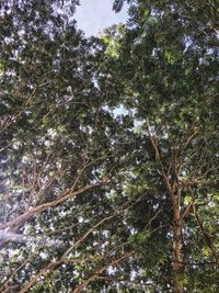 Low angle view of trees in forest against sky