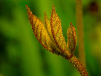 Close-up of yellow flowering plant