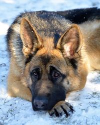 Close-up portrait of dog on snow field