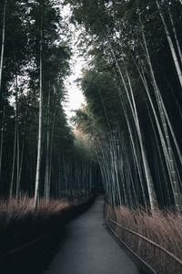 Empty road amidst trees in forest