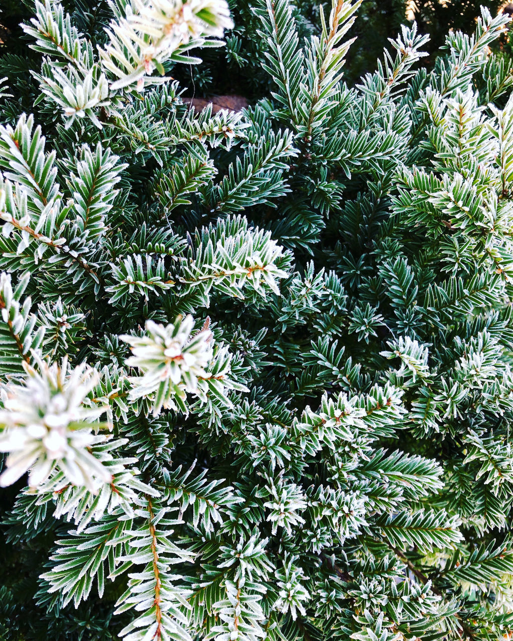 FULL FRAME SHOT OF PINE TREES