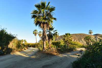 Road amidst palm trees against clear blue sky