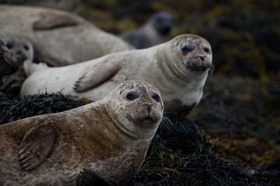 Portrait of seals on field