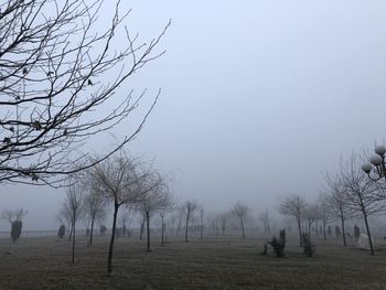 Bare trees on field against sky