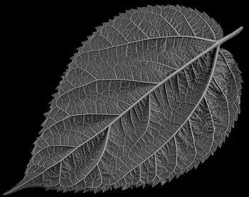 Close-up of leaf against black background