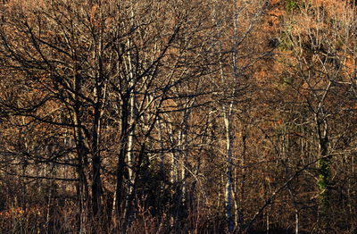 Bare trees in forest