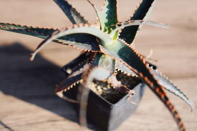 Close-up of succulent plant on table