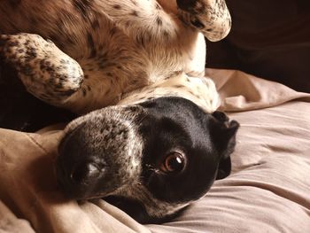 Close-up of dog sleeping on bed at home