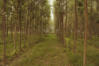 Trees in forest