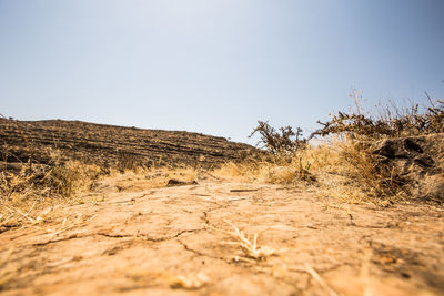 Scenic view of field against clear sky