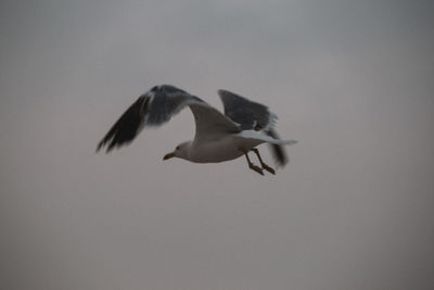 Low angle view of seagull flying against clear sky