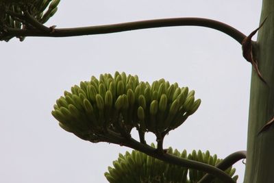 Close-up of plant against clear sky