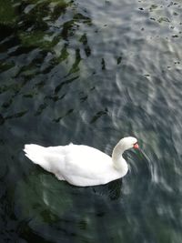 High angle view of swan swimming in lake