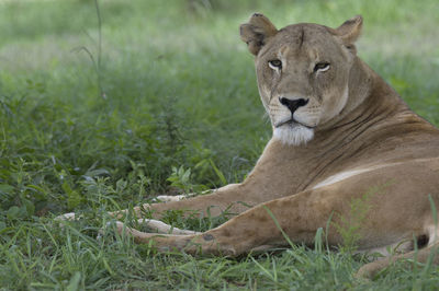 Portrait of a cat lying on grass